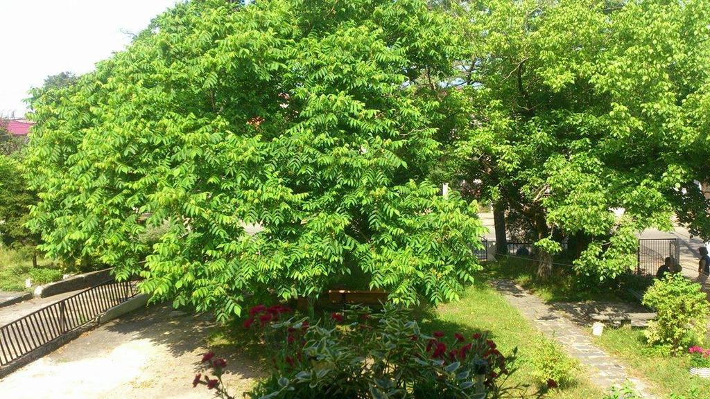 Marinas Guesthouse Kobuleti Eksteriør bilde